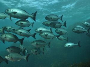 Fish Tags to Understand Migration Patterns