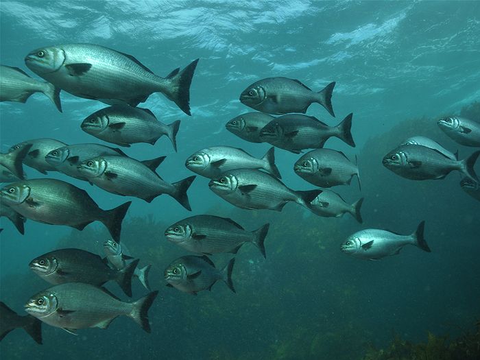 Fish Tags to Understand Migration Patterns