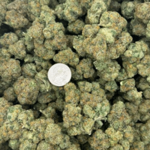 Amnesia Coast Strain