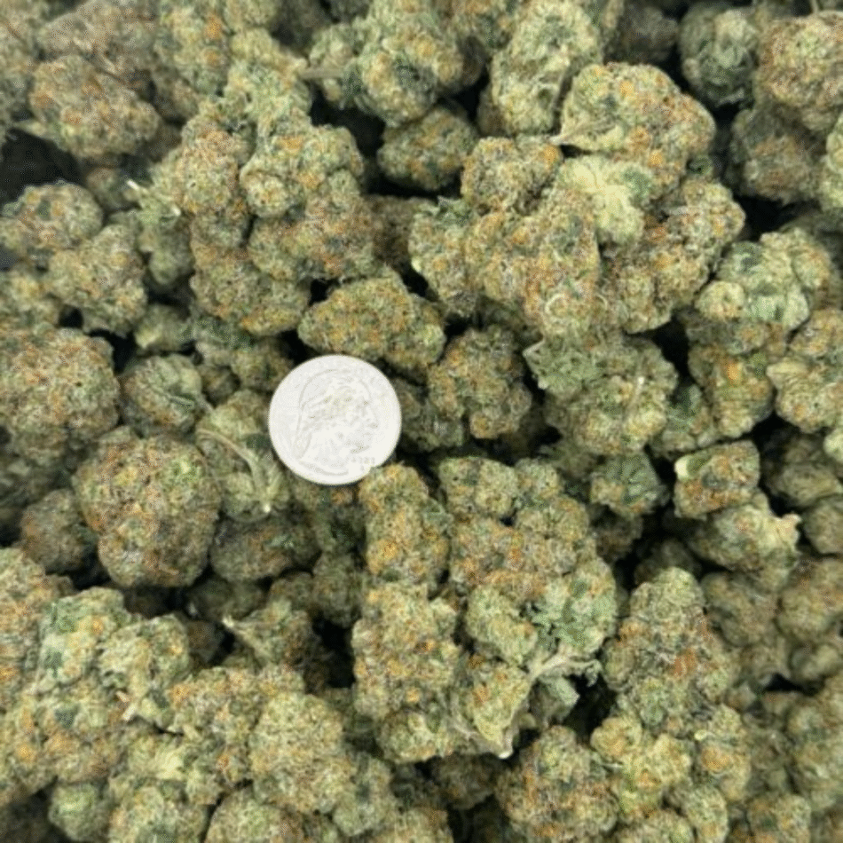 Amnesia Coast Strain