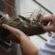 Pets And Bird Removing