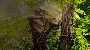 tree surgeon in Swindon