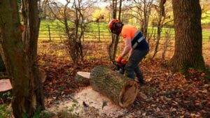 Tree Surgeon Wolverhampton