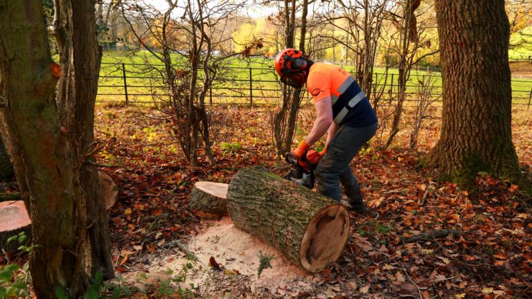 Tree Surgeon Wolverhampton