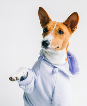 Dog clothes