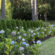 Mass Plantings: Landscape Design