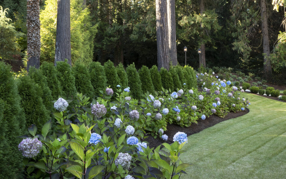 Mass Plantings: Landscape Design
