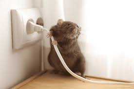 Rodent Removal Tips for Homeowners This Summer