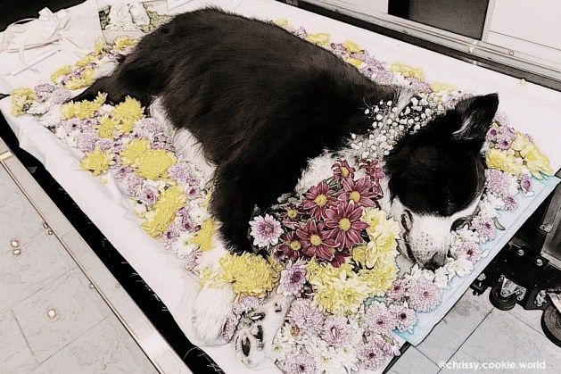 Pet Cremations