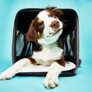cage for a small dog