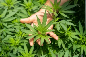 Cannabis Market