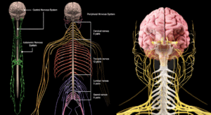 Central Nervous System Therapeutics Market