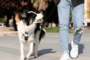 Dog Training Academy in Chicago