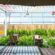 lattice patio cover