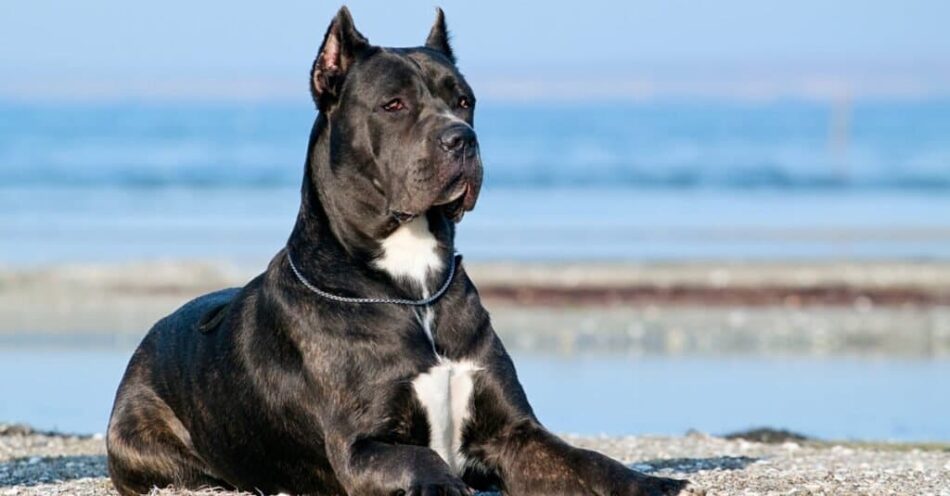 Cane Corsos Aggressive