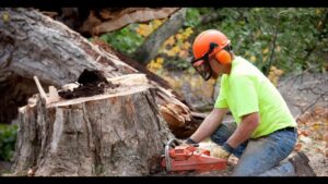 Tree Removal