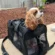 dog with a backpack