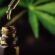 Buy CBD Products online in Pinellas Park