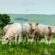 grass-fed-beef