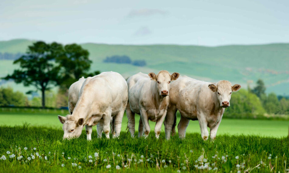 grass-fed-beef