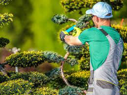 Tree Trimming Service New York