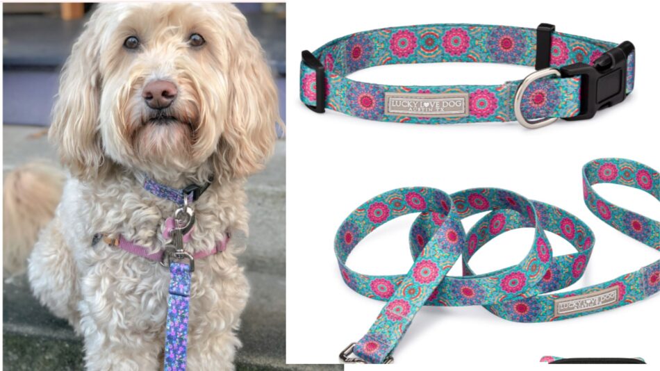 dog collar and leash set​