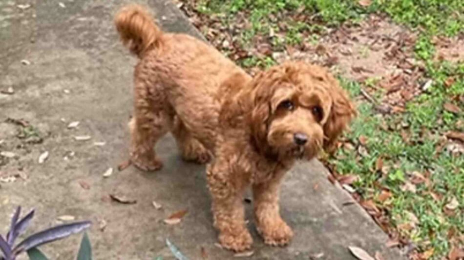 Labrador Puppies in Austin TX