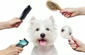 perfect puppy haircut