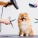 benefits of mobile grooming