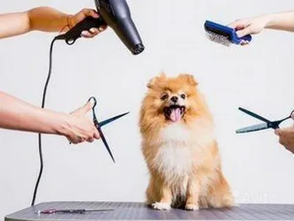 benefits of mobile grooming