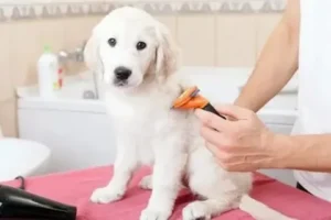 essential dog ear cleaning tips