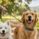 Why Choose Martingale Dog Collars for Your Pup?