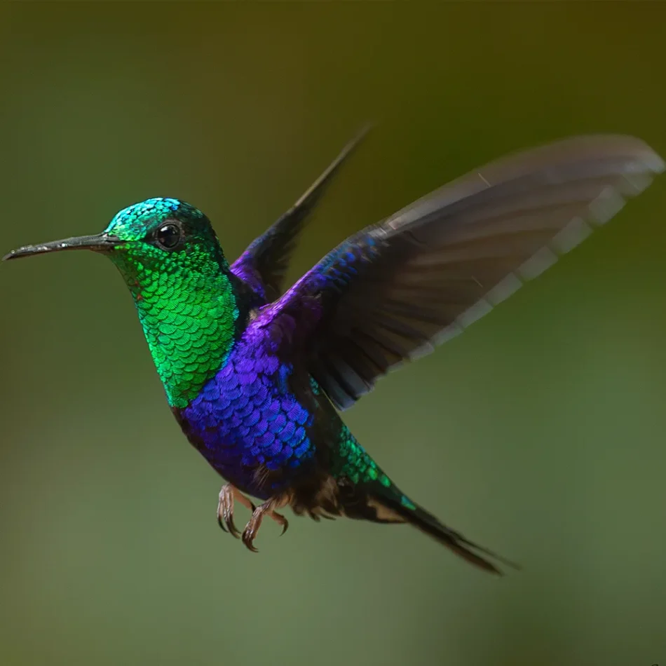 Experience the Magic of the Cloud Forest at Eco San Jorge: Your Premier Eco Lodge in Ecuador