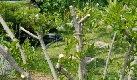 Tree Pruning Mistakes to Avoid