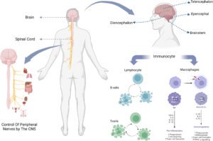 Central Nervous System Disorder Therapeutics Market