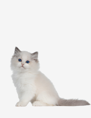 Buy Ragdoll Kittens in Delhi