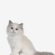 Buy Ragdoll Kittens in Delhi