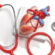 Cardiovascular Devices Market 