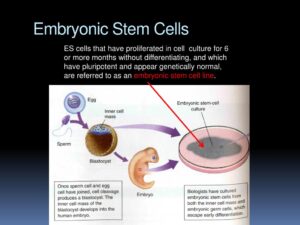 Human Embryonic Stem Cell Market 