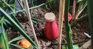 Terracotta watering spikes