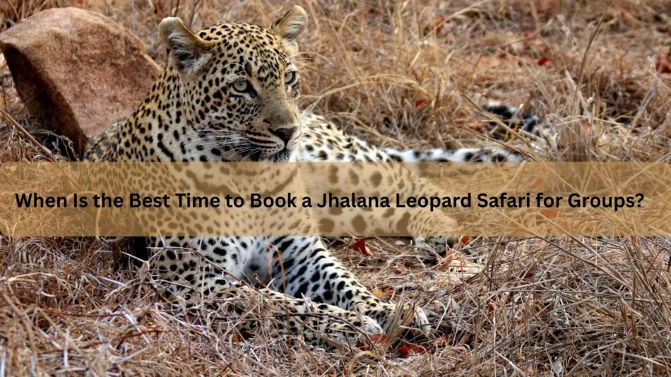 When Is the Best Time to Book a Jhalana Leopard Safari for Groups?