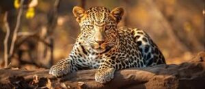 jhalana leopard safari