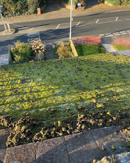 moss roof cleaner