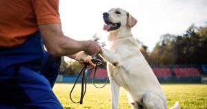 Dog Trainer Sierra Vista AZ