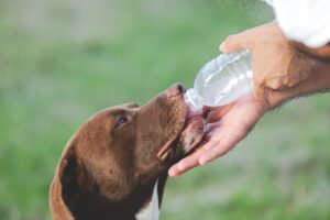 Why Pet Hydration Needs to Change Throughout the Year