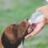 Why Pet Hydration Needs to Change Throughout the Year