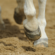 geotextile for equestrian arenas