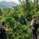 Gorilla Safari