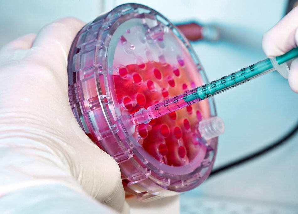 How do stem cells work in the body?