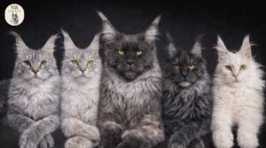 Tabby Maine Coon Kittens for Sale